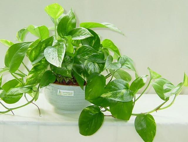 防輻射植物（防輻射植物好看又好養(yǎng)）