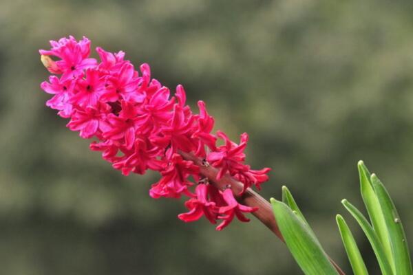 什么花的花語是重生(風信子寓意重生的愛)