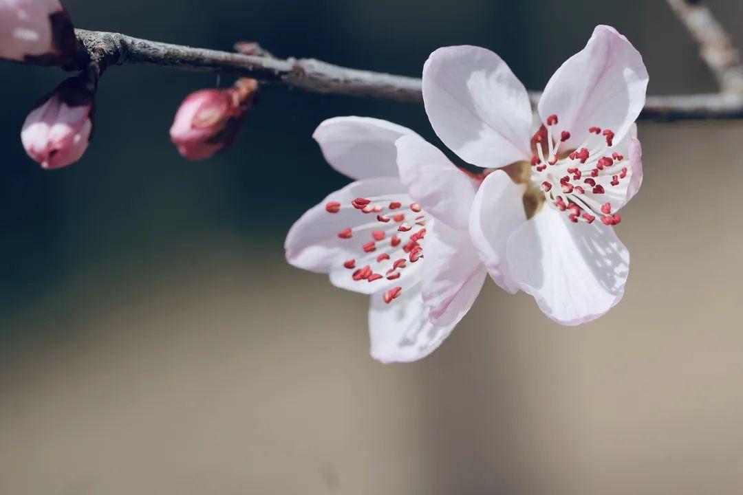 桃花什么時候開(三月桃花開)