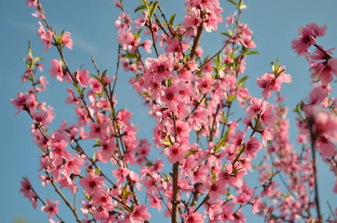 桃花什么時候開(三月桃花開)