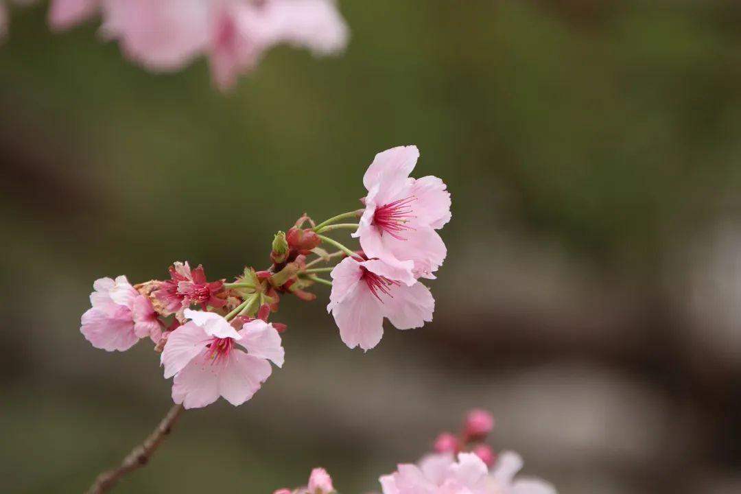 桃花什么時候開(三月桃花開)