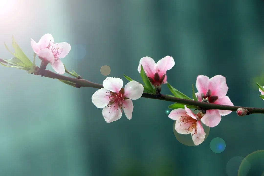 桃花什么時候開(三月桃花開)