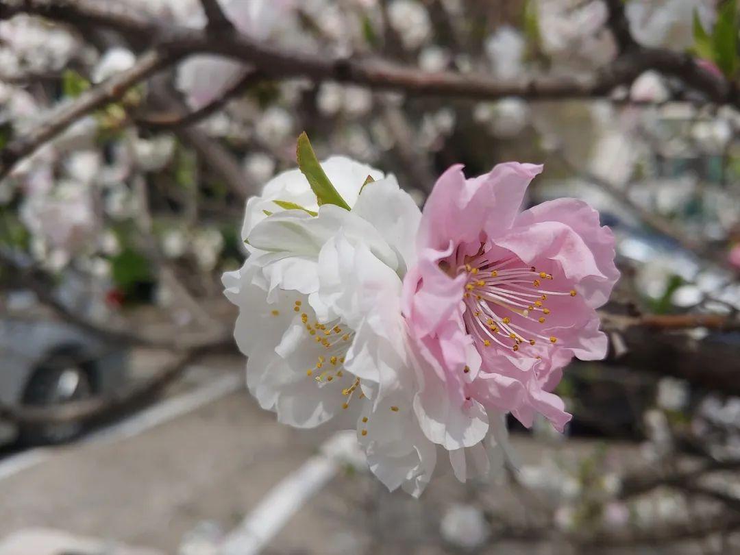 桃花什么時候開(三月桃花開)