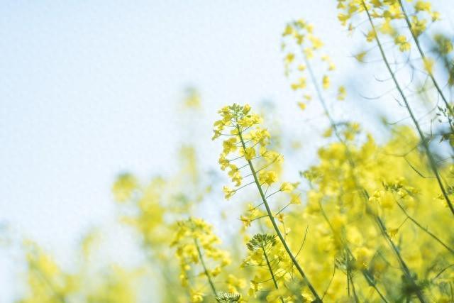 一句看油菜花的心情，油菜花開的唯美句子發朋友圈